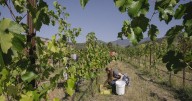 Ten Spoon: Grape harvest begins at Montana's largest winery