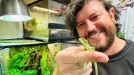 Iguana’s rare ‘virgin birth’ stuns zookeepers in England