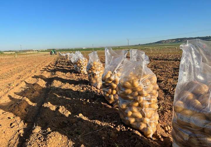 Las prisas y la falta de salida golpean al precio de la patata