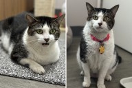 16-Year-Old Cat Lost Owner, Then Spent 'Long Months' Alone in the House
