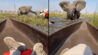 Elefanta ataca a turistas británicos en río infestado de cocodrilos para proteger a sus crías (+Video)