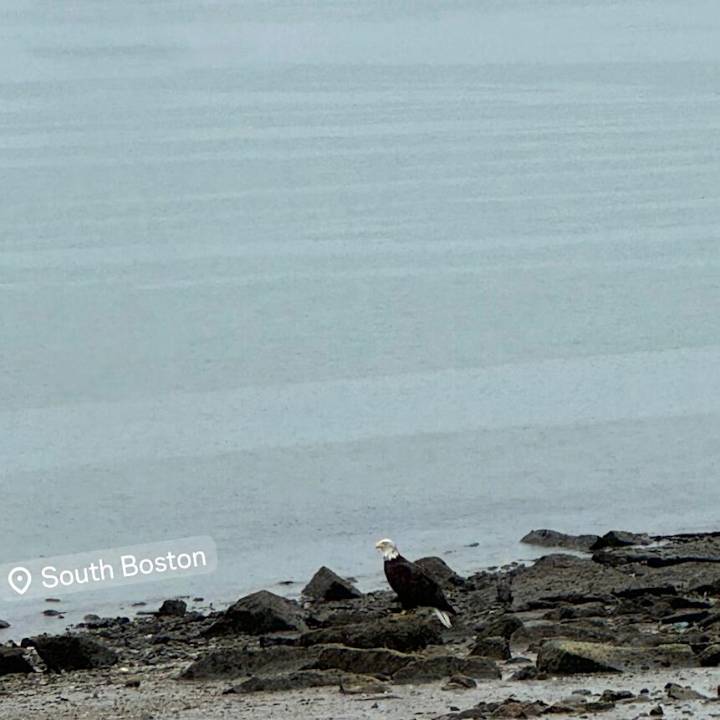 Bald Eagle Sighting on Carson Beach on Thursday morning