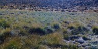 Coirón blanco con DNI: semilla certificada para una aliada de la ganadería patagónica