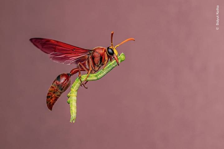Wildlife Photographer of the Year Contest Shares Its Most Dramatic Entries