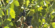 Wine grapes see 40% decrease in sales, according to new SLO County crop report