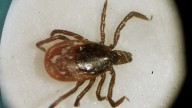 Worried about ticks and Lyme disease? Tips to protect yourself