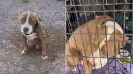 Texas Pit Bull Chained In Filthy Yard Shows Pain No One Could Ignore