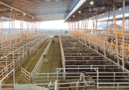 Vacunos. Entrada acotada y subas en el Mercado Agroganadero de Cañuelas