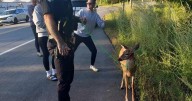 Fairfield PD helps deer after it runs into car