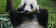 “Si se va ella, yo también”. El amor de un cuidador mexicano por la última panda de Latinoamérica