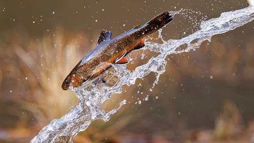 Delayed Harvest Trout Waters regulations begin Oct. 1 in North Carolina