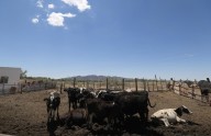 México espera reanudar exportación de ganado a EE.UU. en dos meses tras gusano barrenador