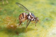 New quarantine targets Oriental fruit fly in Riverside and San Bernardino counties