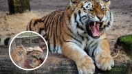 Tigre ataca a veterinaria dentro de una reserva natural en Jalisco; ¿qué desató su furia?