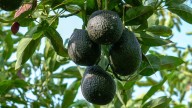 ¿Cuál es la mejor época para sembrar un árbol de paltas para que crezca rápido?