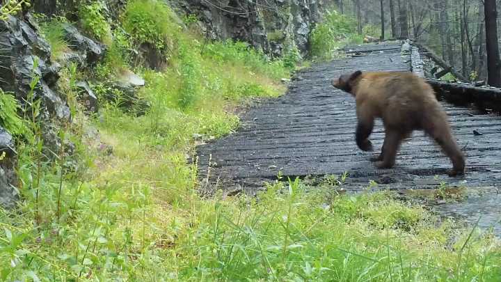 Opal Creek wilderness shows signs of recovery 5 years after Beachie Creek fire