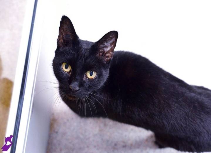 Utah Humane Society offers low-cost spay and neuter services