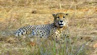 First India-born cheetah set to reach adulthood in Kuno National Park