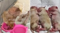 Milagro en Iztapalapa: Cereza, Perrita Embarazada Sobrevive a Explosión de Pipa, ¿Cómo Está?