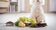 Estos son los 8 alimentos humanos más peligrosos para tu perro