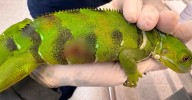 ¡Miserable! Una persona mató con un arma de perdigones a una iguana en el Valle de Aburrá