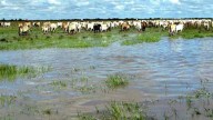 En Tauramena, Casanare, se inicia este lunes la Semana Ganadera Sostenible