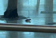 Mice spotted at food court at Bluewater Shopping Centre in Greenhithe