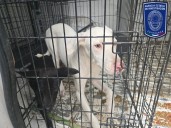 Aseguró FGE 22 animales víctimas de maltrato durante el mes de agosto