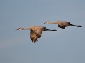 Lucas County is second in Ohio for sandhill crane sightings