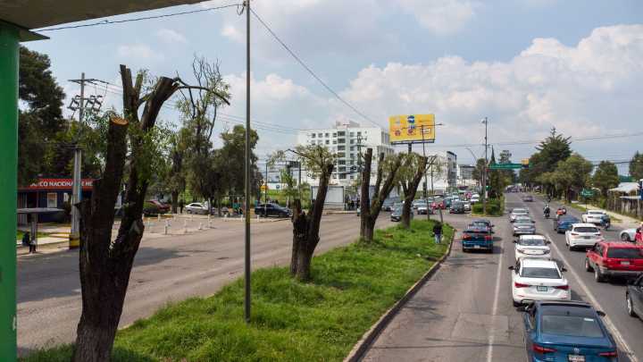 “Un árbol de 60 años no tiene precio”: experta explica por qué la mutilación de sauces en Metepec es un daño invaluable