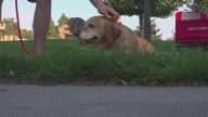 Heatwave prompts Coeur d'Alene to redefine pet safety laws amid growing concerns