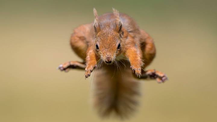 ‘Very mean squirrel’ sends at least 2 people to ER in California