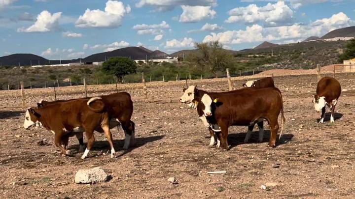 Se contiene el avance del gusano barrenador y se prevé menor riesgo con la llegada del invierno
