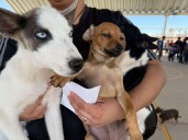 Anuncia DABA fecha de la próxima campaña de esterilización de mascotas