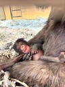 Two tiny, charming girl baby chimpanzees were born at the Los Angeles Zoo