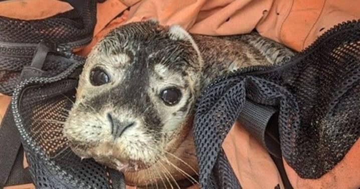 Fundraisers launched for seal pup hospitals and testing after 'unprecedented' death rates