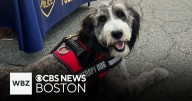 Wilmington, Masachusetts police therapy dog killed in crash