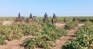 Indignación por las patrullas de Guardia Civil a caballo entre viñedos en busca de trabajadores irregulares