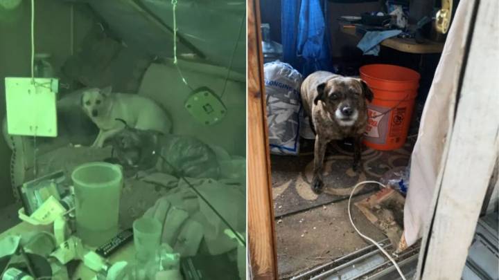 Dogs Were Left Behind After Their Owner Passed And They Couldn’t Stop Mourning