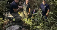 St. Tammany firefighters help rescue a blind, deaf Shih Tzu named Meatball from a culvert
