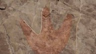 ¿Encuentran nueva huellas de dinosaurios en México? INAH indaga hallazgo en Puebla
