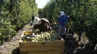 La cosecha de pera conferencia del Bierzo podría superar las previsiones iniciales y llegar a los 14,5 millones de kilos