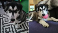 Ohio Couple Thought They Adopted A Husky, But A DNA Test Revealed The Truth