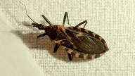 CDC warns kissing bugs in Indiana can spread deadly Chagas disease parasite