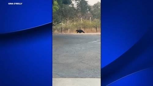 Bear cub seen strolling through Coarsegold property