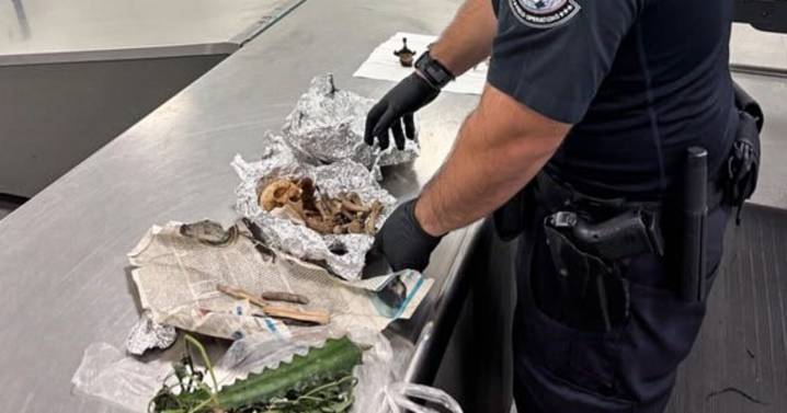 Traveler found with skull and other human remains at Tampa International Airport