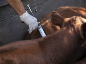 El consenso llegó a la aftosa