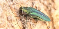 New York DEC hosts invasive species expo