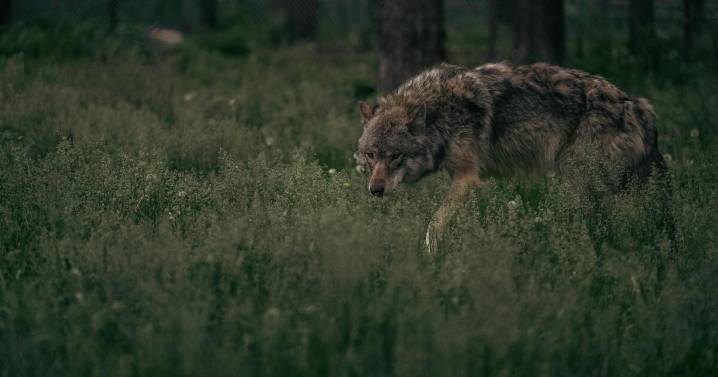 The lone uncaptured Copper Creek wolf is responsible for recent Rio Blanco County sheep attacks, CPW says