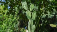 El nopal: más que un símbolo de México, aliado de la salud, cultura y producción nacional